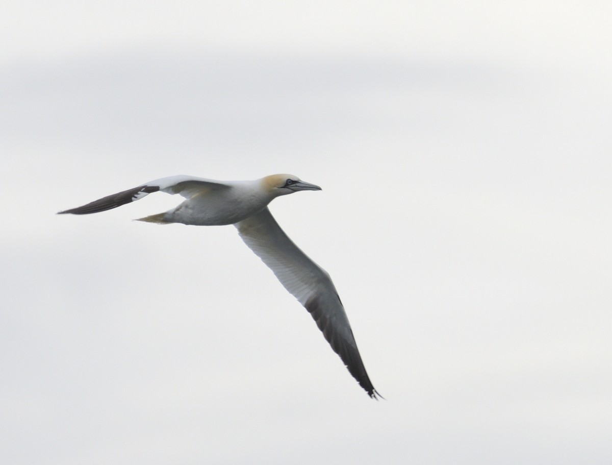 Northern Gannet - ML641094579