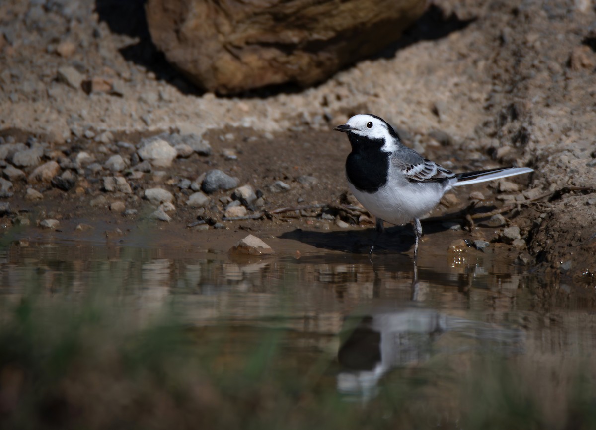 White Wagtail (White-faced) - ML641094589