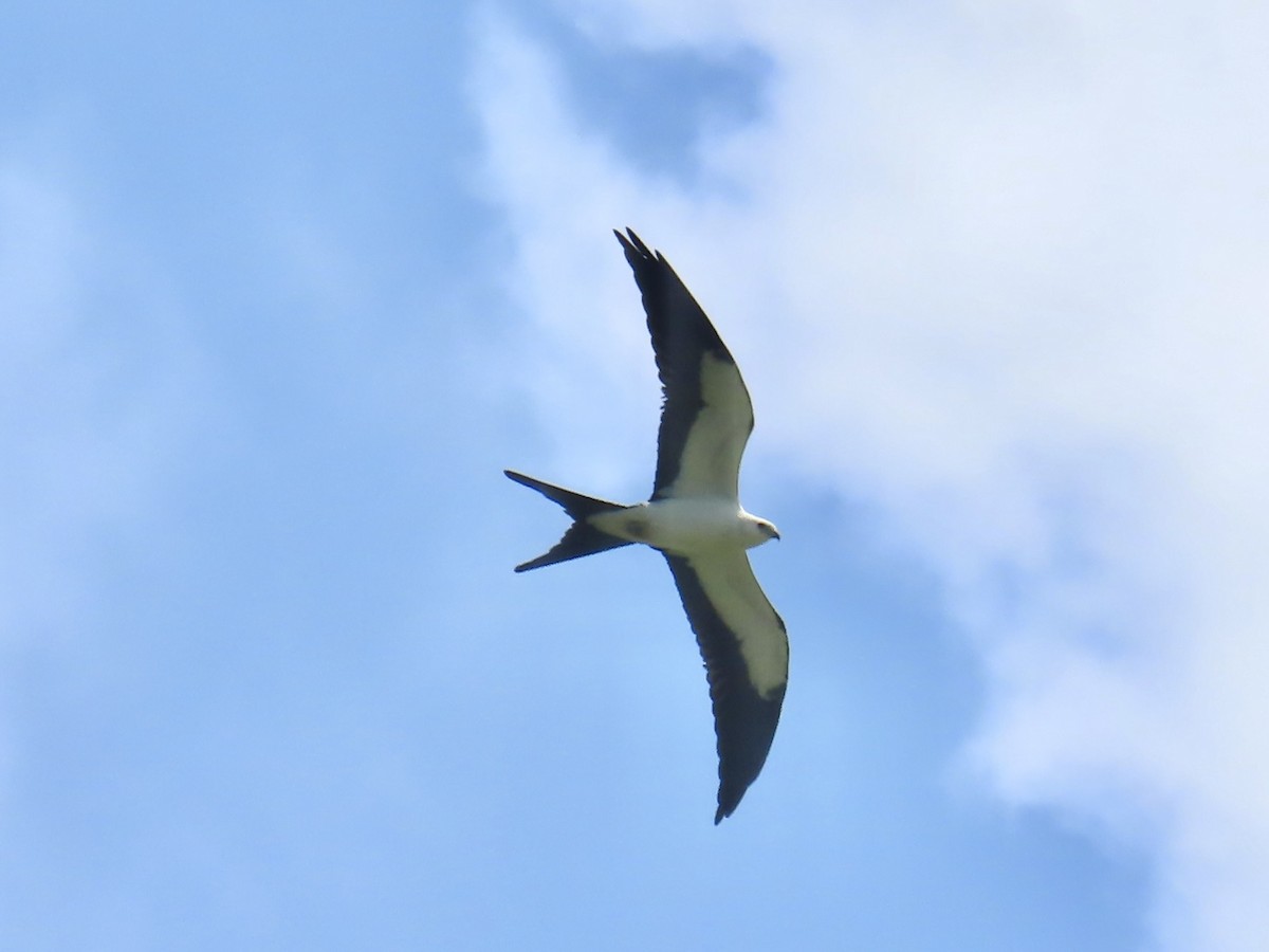 Swallow-tailed Kite - ML641094599