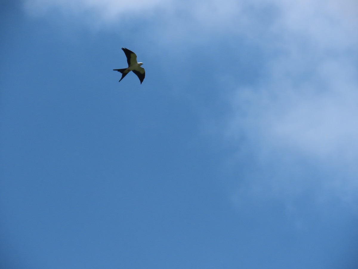 Swallow-tailed Kite - ML641094600