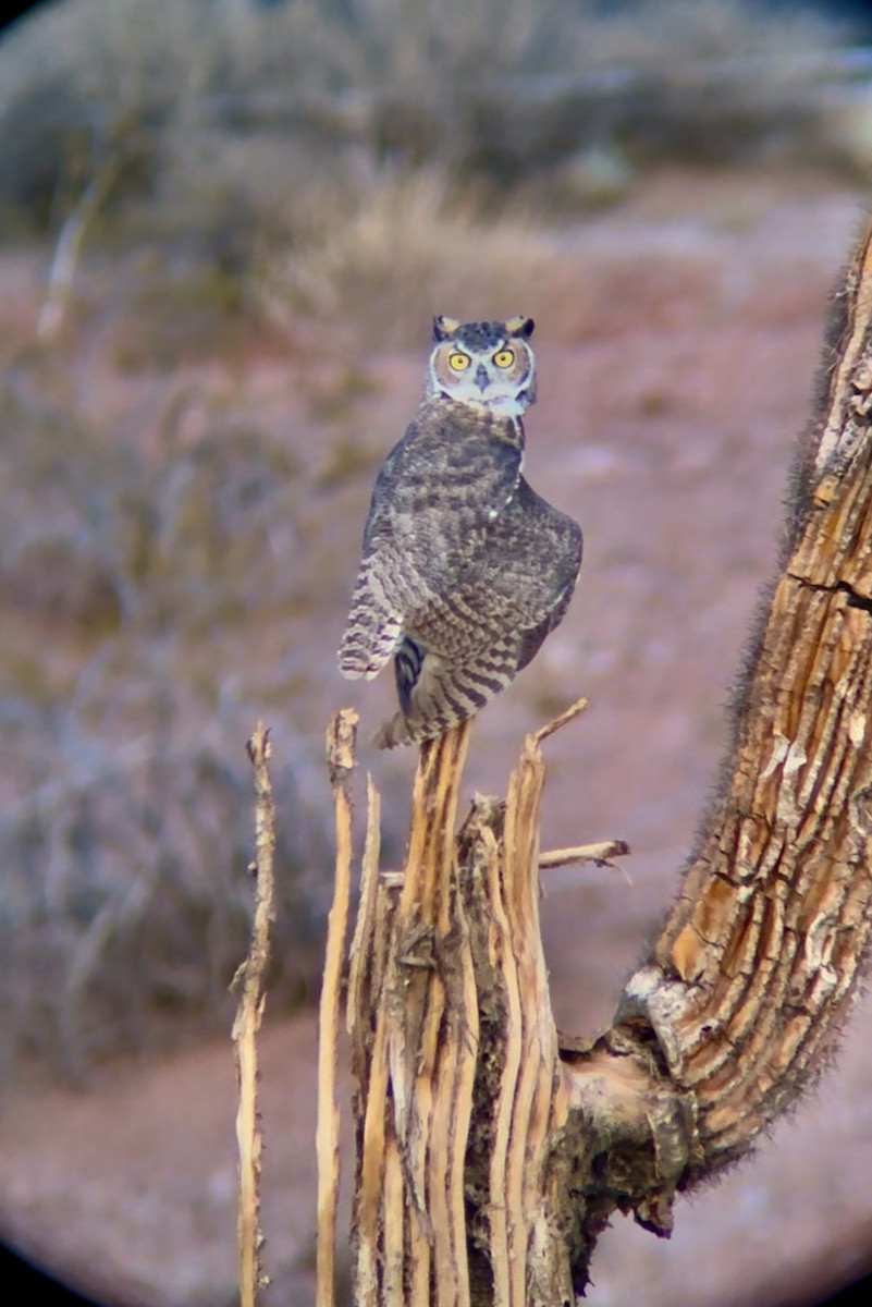 Great Horned Owl - ML641094610