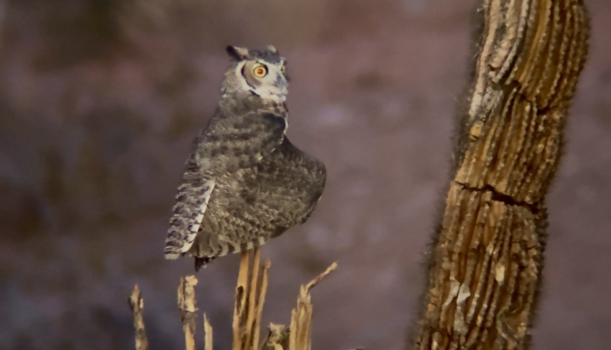 Great Horned Owl - ML641094622