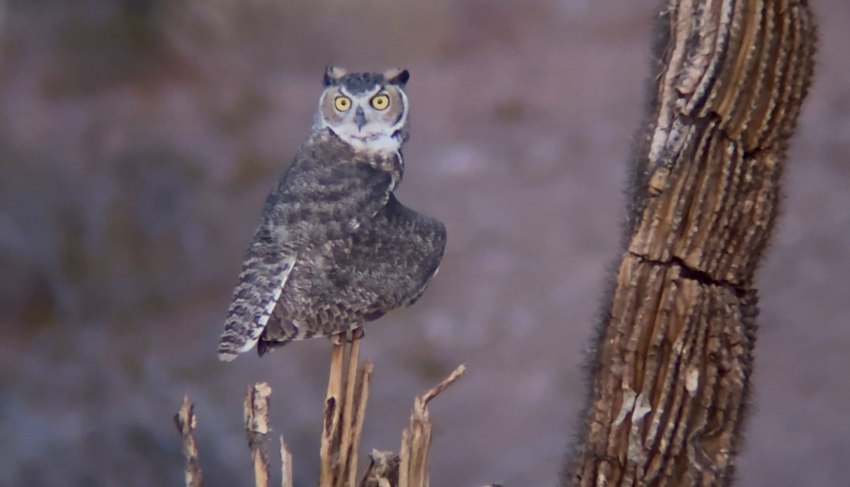 Great Horned Owl - ML641094623