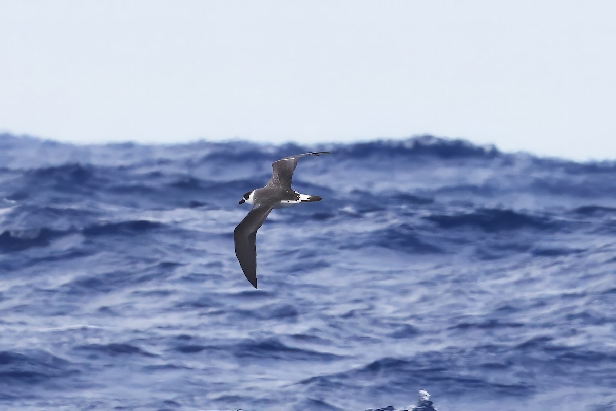 Black-capped Petrel (Dark-faced) - ML641094634