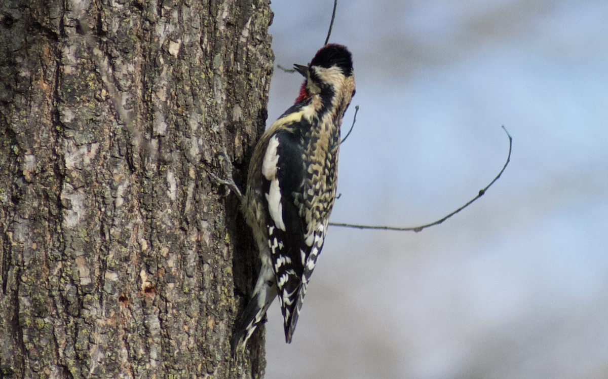 Yellow-bellied Sapsucker - ML641094639