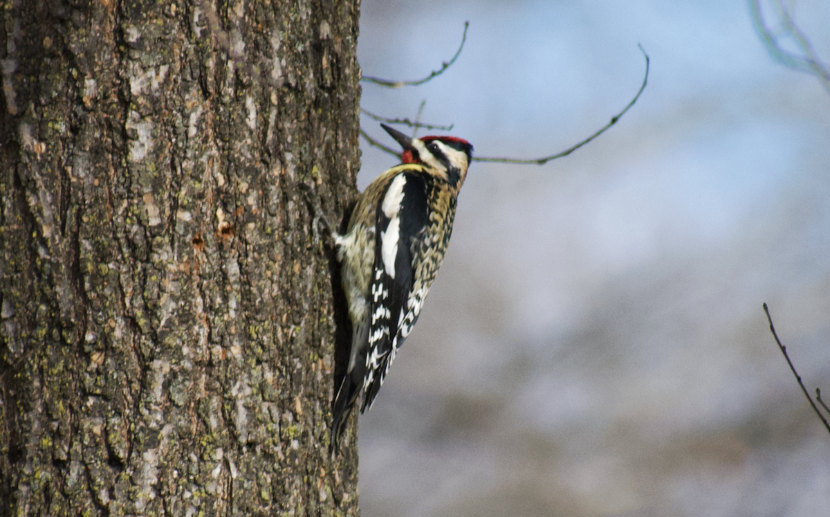 Yellow-bellied Sapsucker - ML641094640