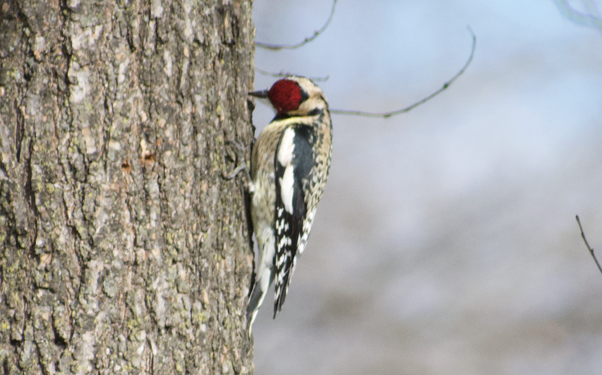 Yellow-bellied Sapsucker - ML641094641