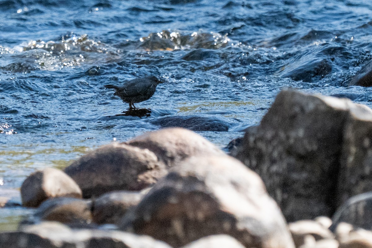 American Dipper - ML641094671