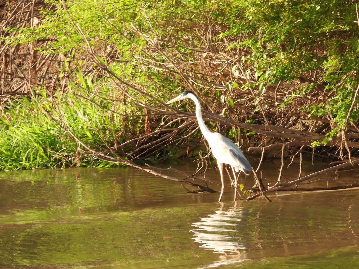Cocoi Heron - ML641094673
