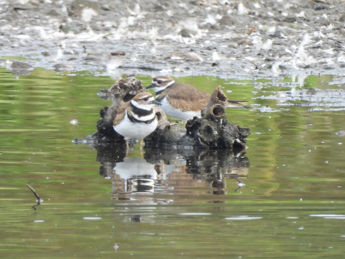 Killdeer - ML641094677