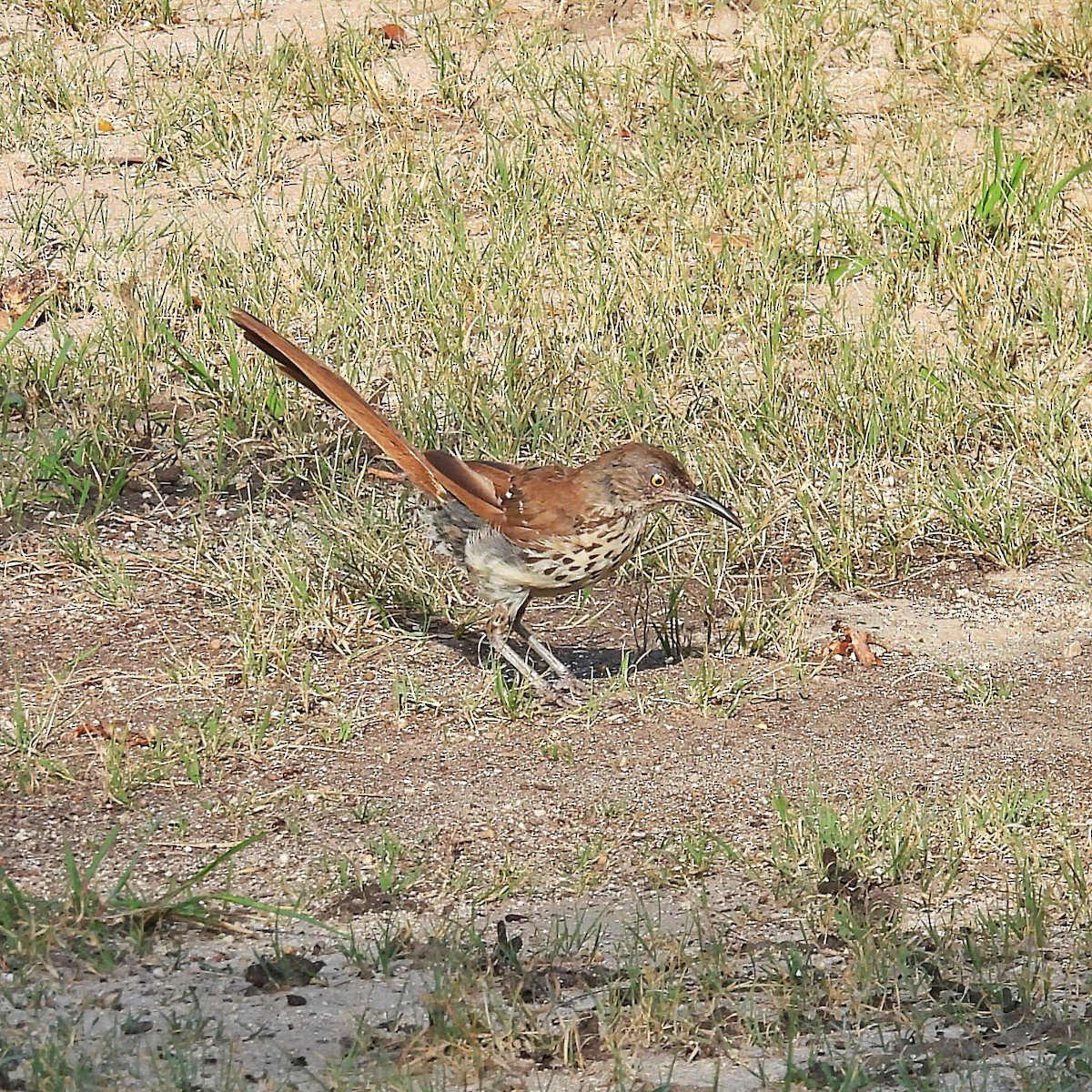Long-billed Thrasher - ML641094678