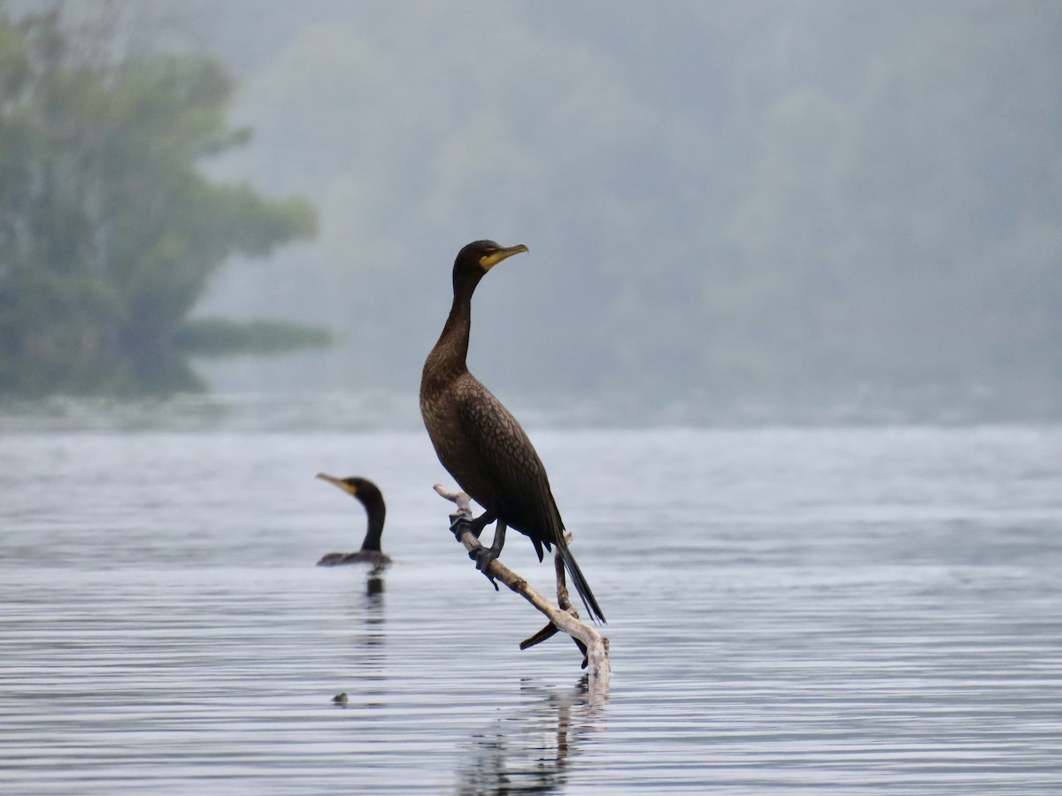 Double-crested Cormorant - ML641094681