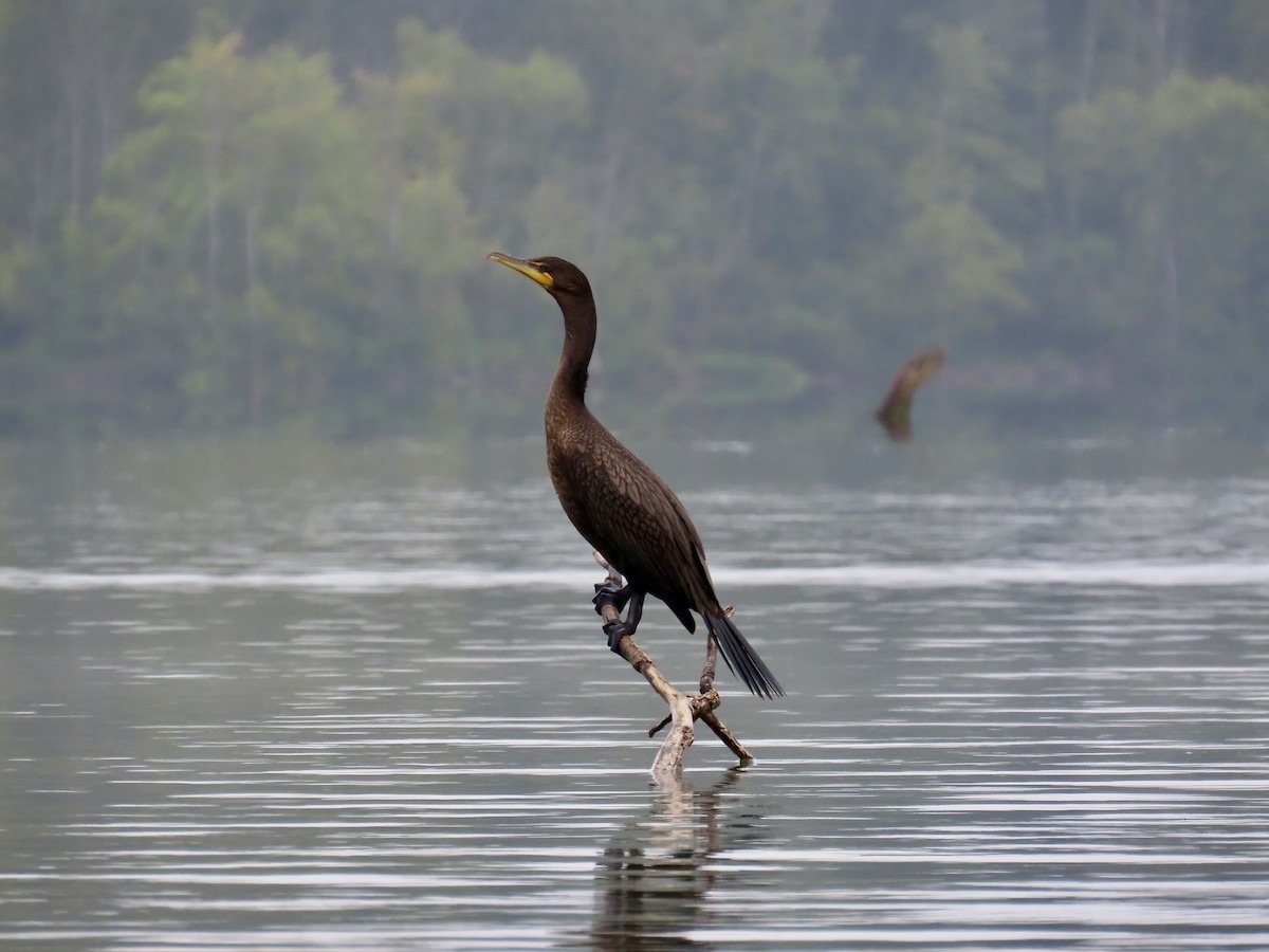 Double-crested Cormorant - ML641094682