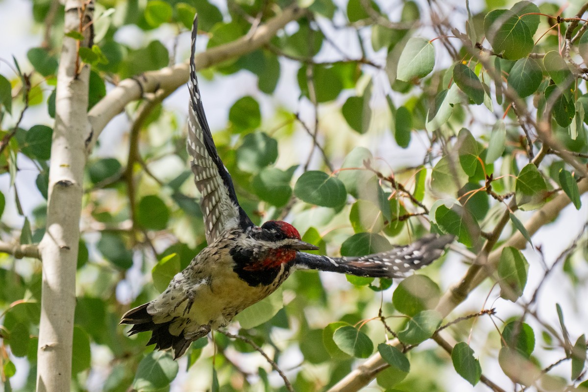 Red-naped Sapsucker - ML641094707