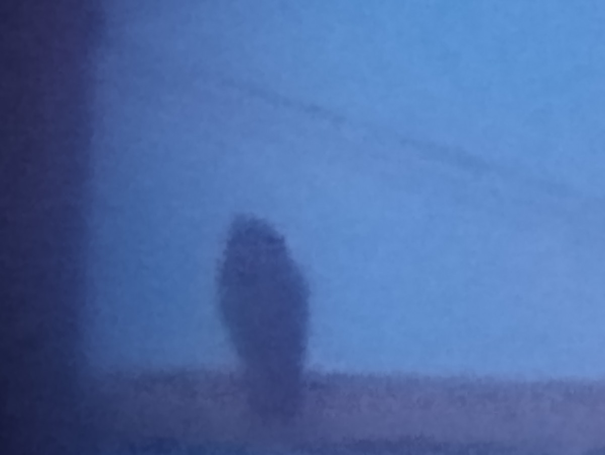 Great Horned Owl - ML641094715
