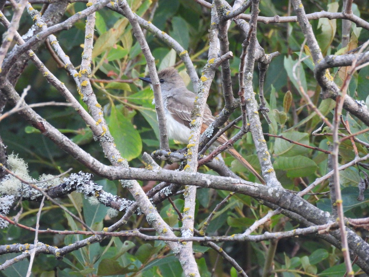 Ash-throated Flycatcher - ML641094737