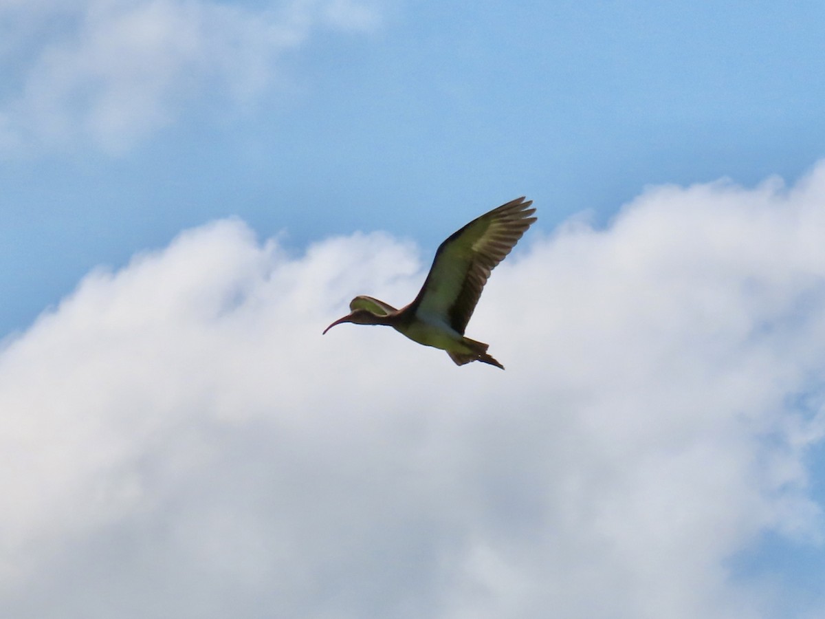 Ibis blanc - ML641094738