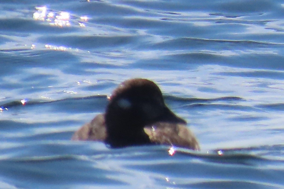 Harlequin Duck - ML641094741
