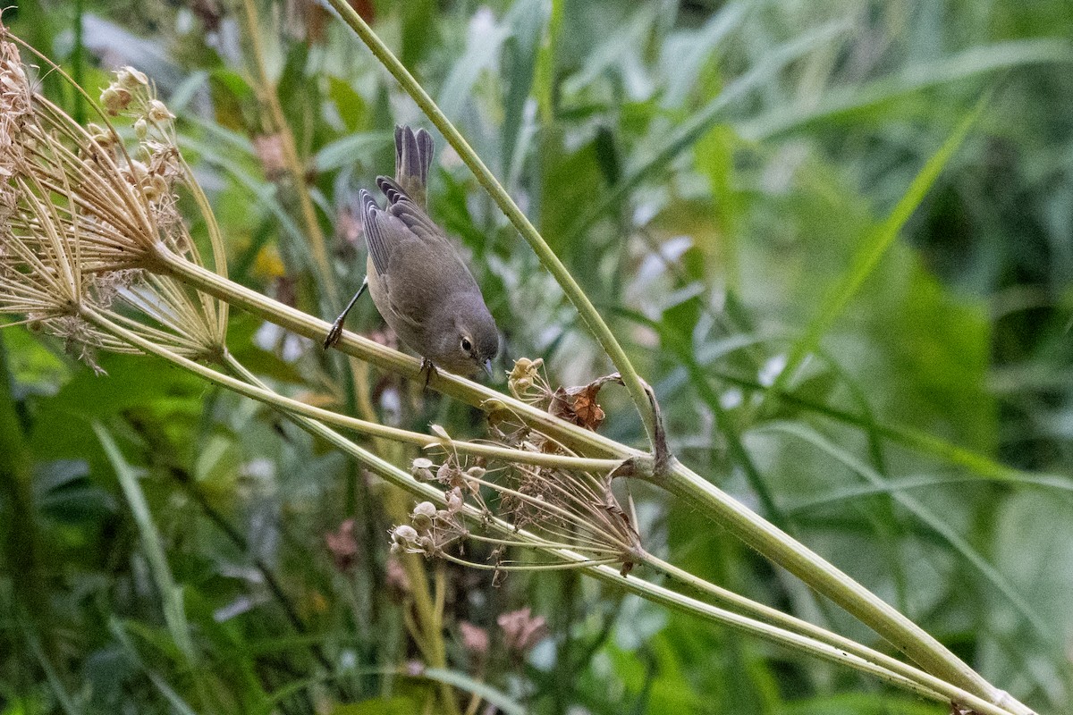 oransjekroneparula - ML641094751