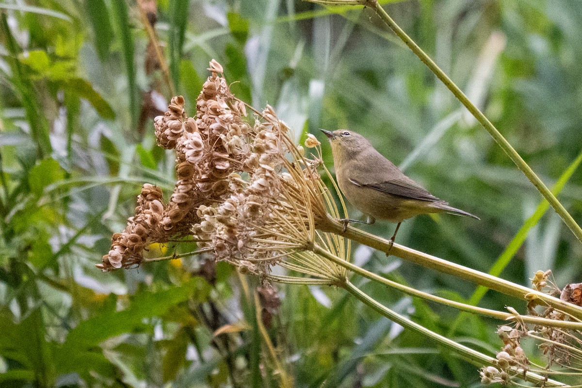 oransjekroneparula - ML641094752