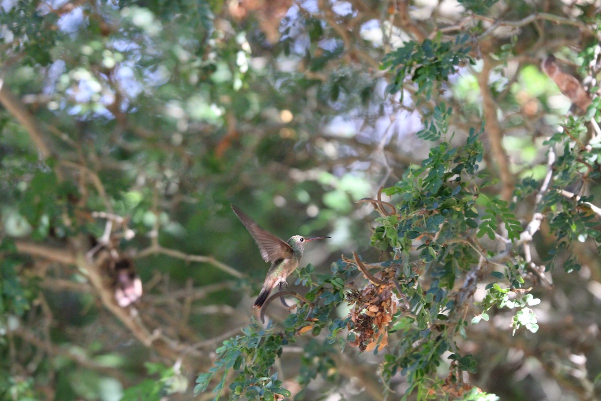 Buff-bellied Hummingbird - ML641094760