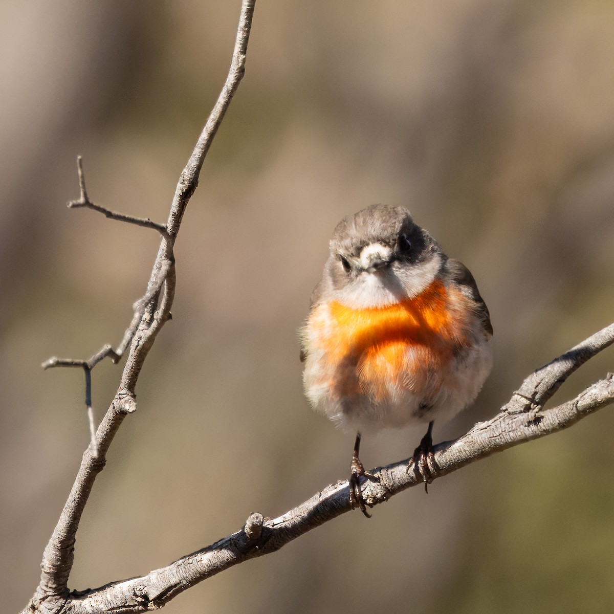 Scarlet Robin - ML641094781