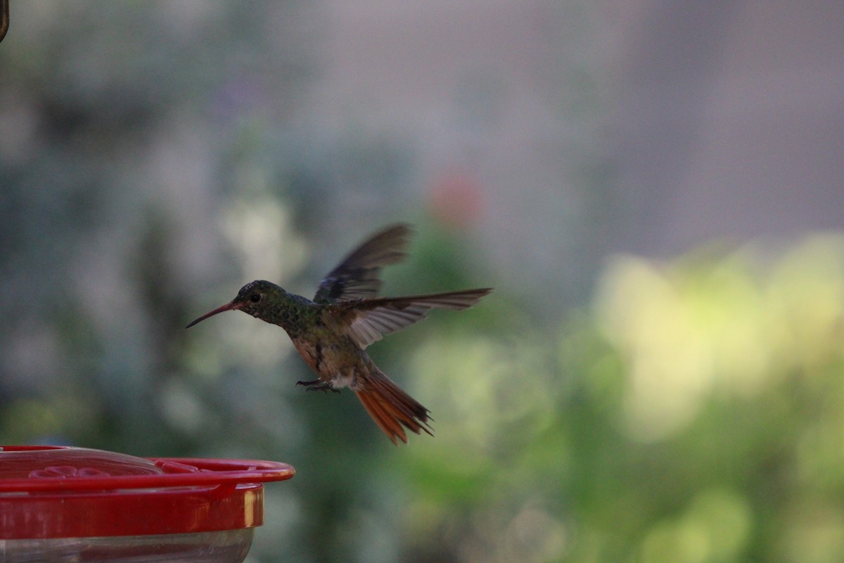 Buff-bellied Hummingbird - ML641094782