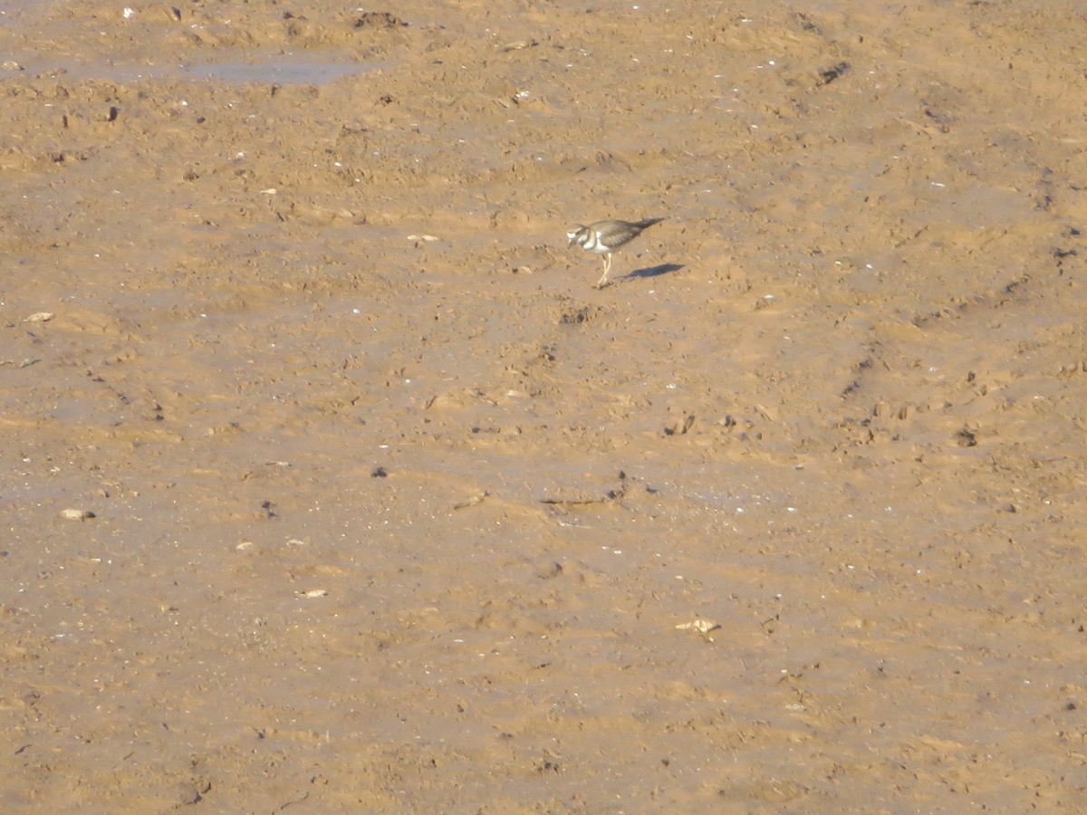 Killdeer - ML641094806