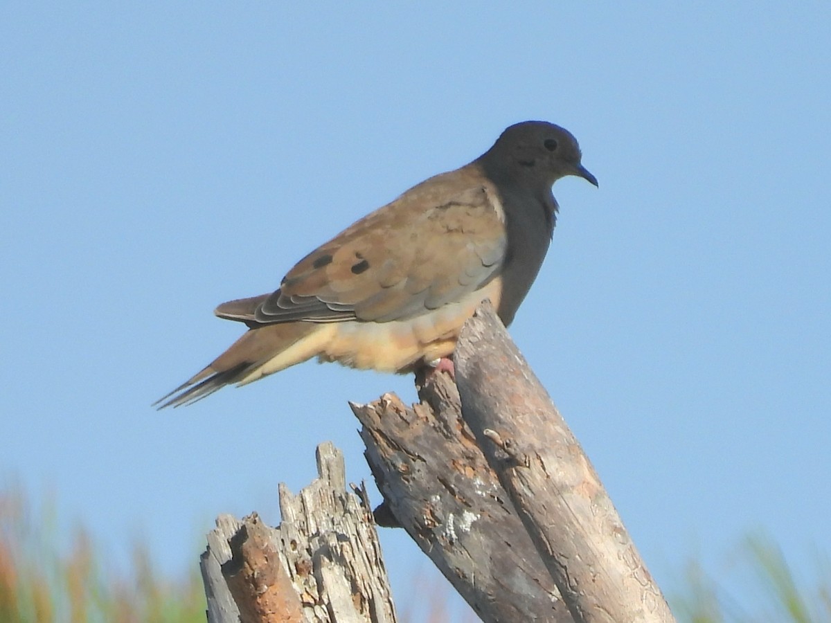 Carolinataube - ML641094821