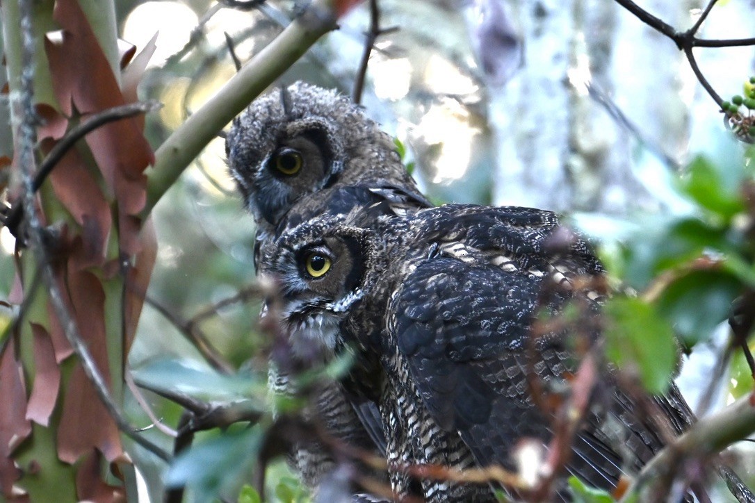 Great Horned Owl - ML641094853