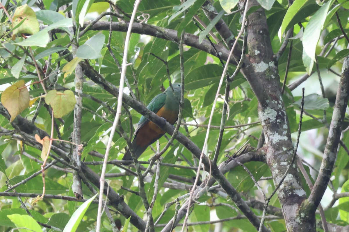 Scarlet-breasted Fruit-Dove - ML641094854