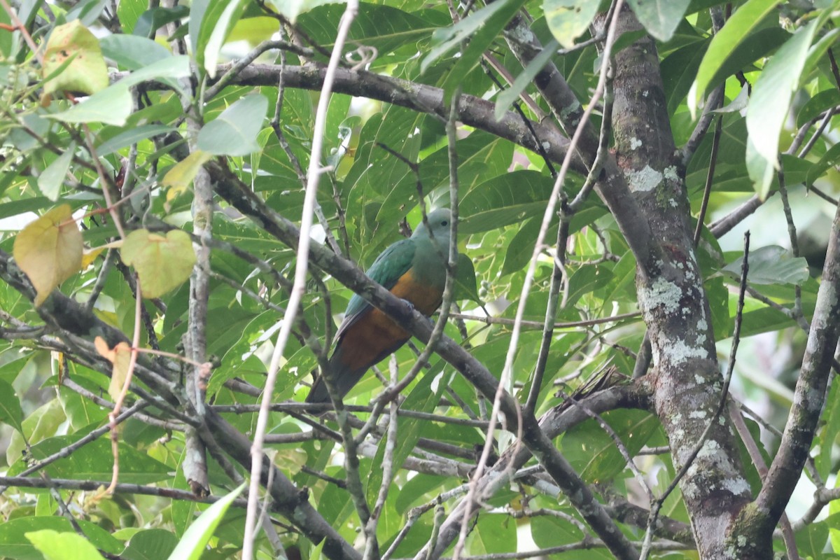 Scarlet-breasted Fruit-Dove - ML641094855