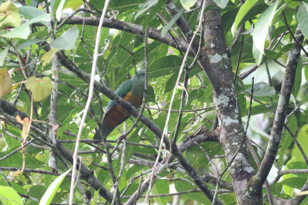 Scarlet-breasted Fruit-Dove - ML641094856