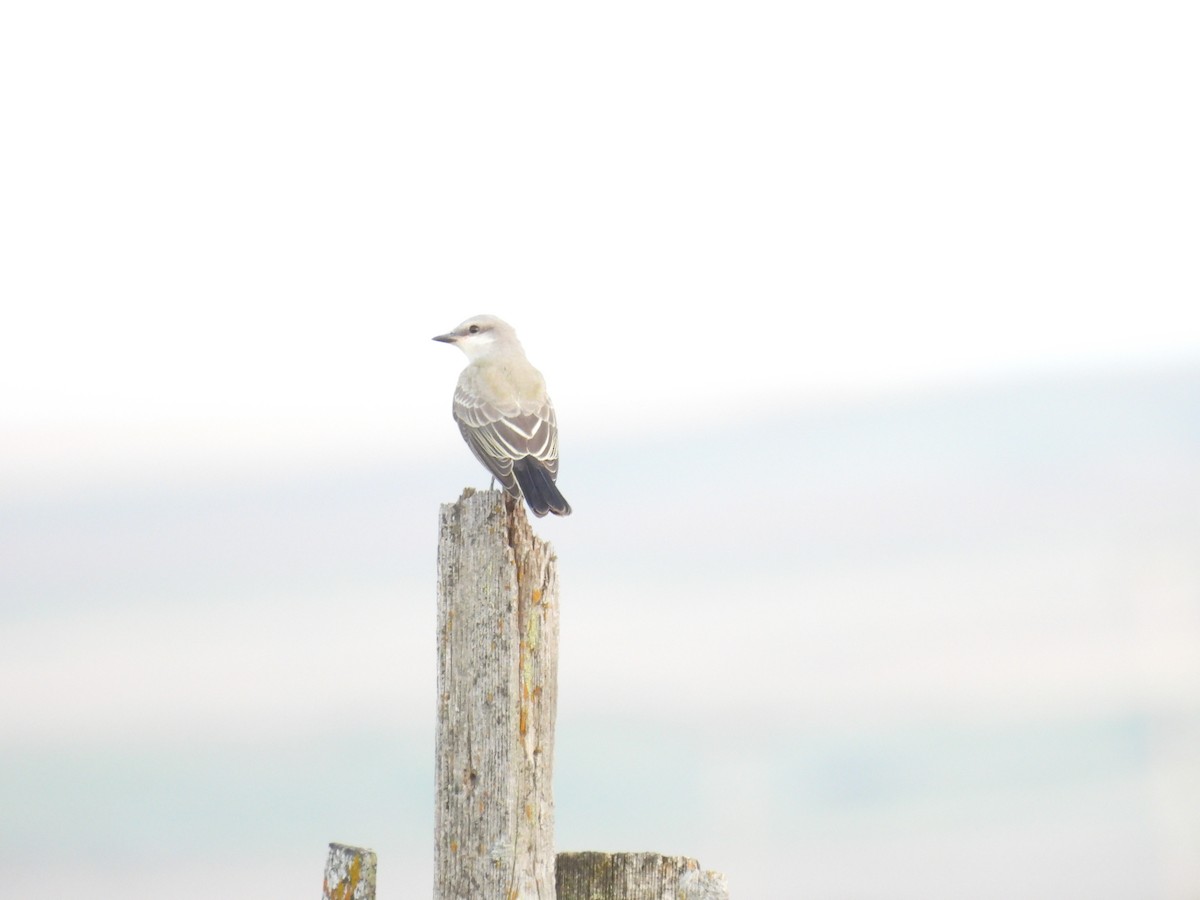 Western Kingbird - ML641094885