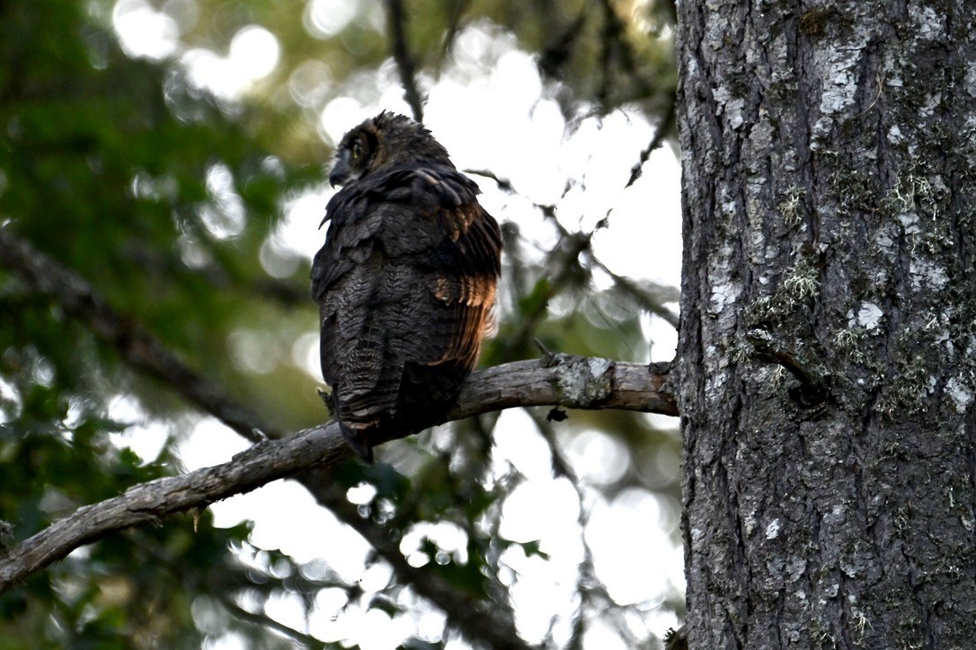 Great Horned Owl - ML641094892