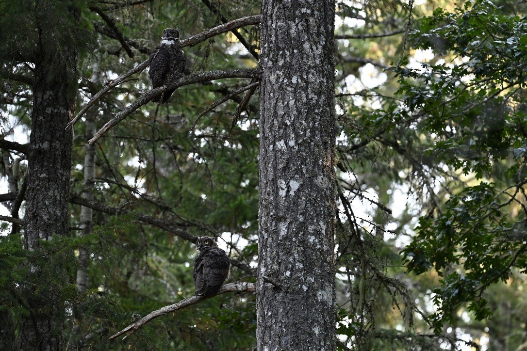 Great Horned Owl - ML641094894