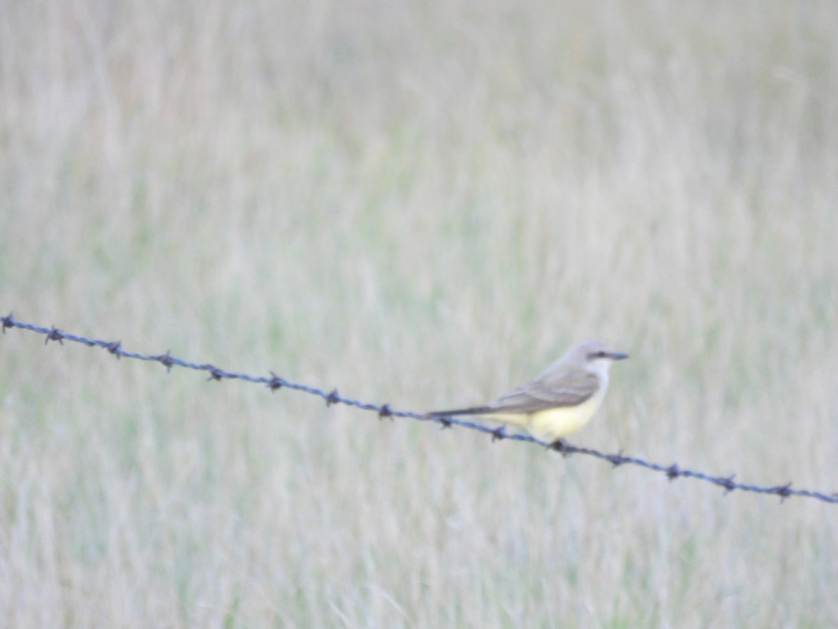 Western Kingbird - ML641094902