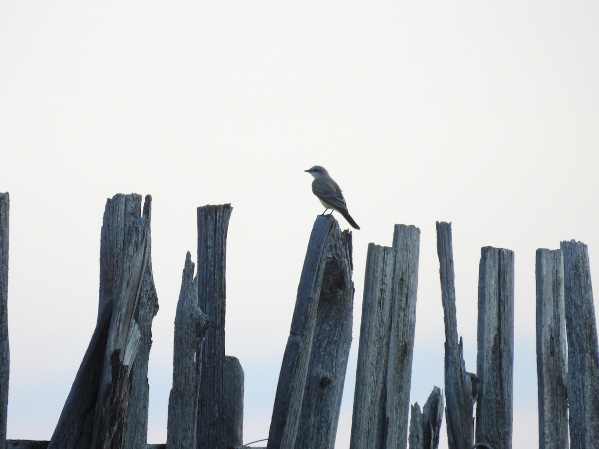 Western Kingbird - ML641094912