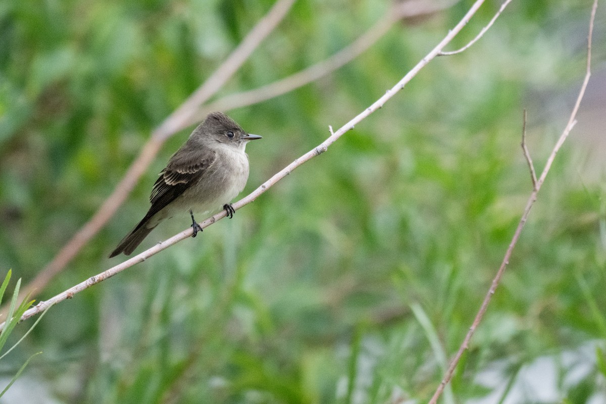 Western Wood-Pewee - ML641094913