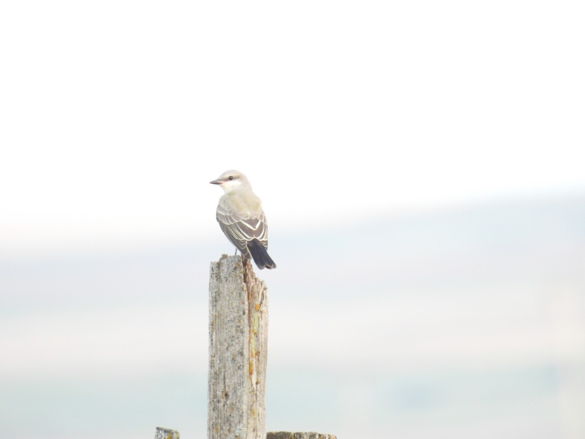 Western Kingbird - ML641094915