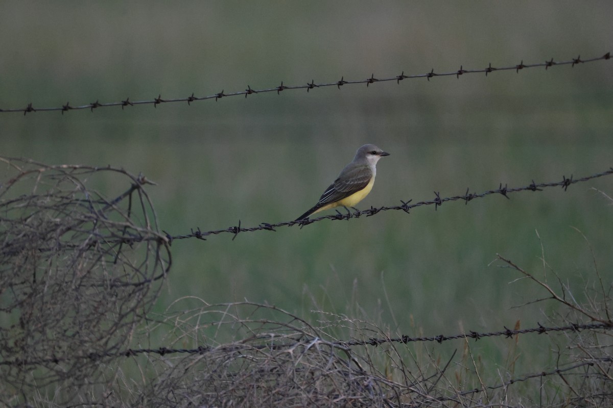 Western Kingbird - ML641094918