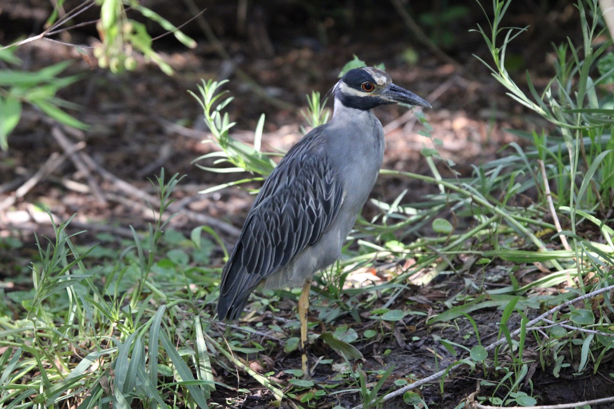 Yellow-crowned Night Heron - ML641094952