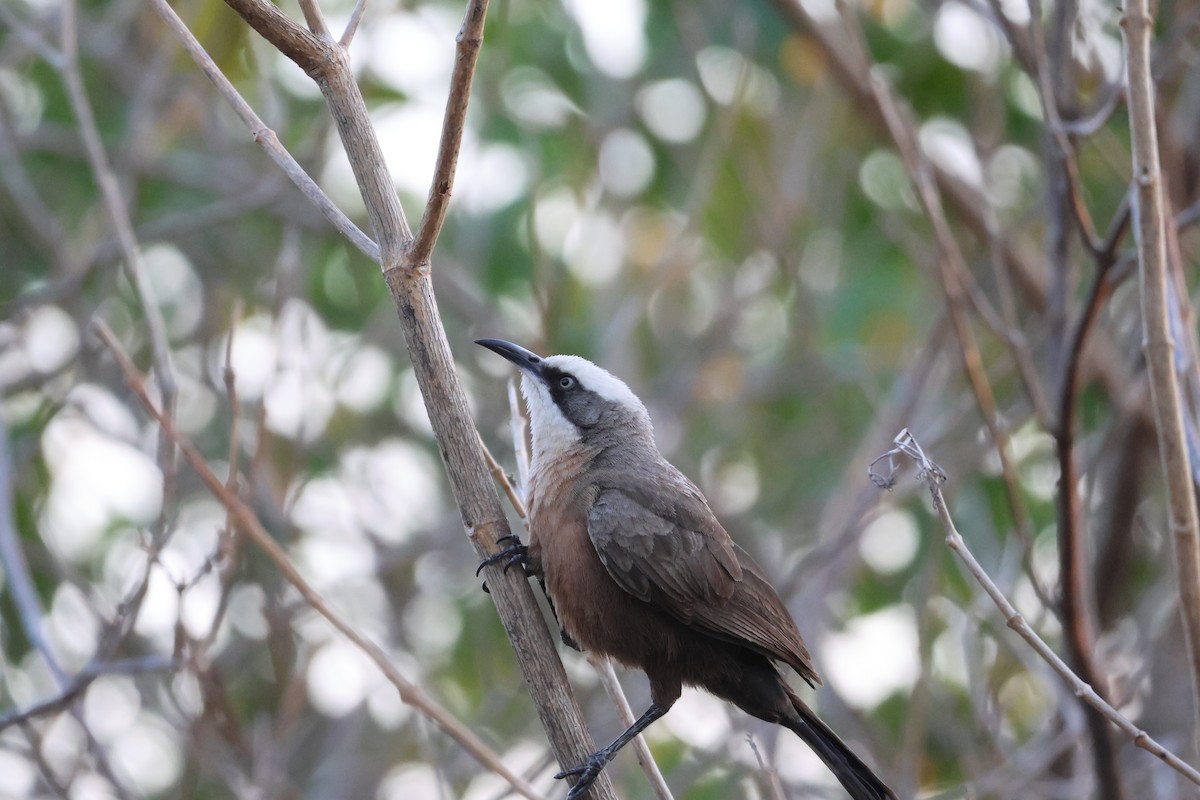 Gray-crowned Babbler - ML641094953