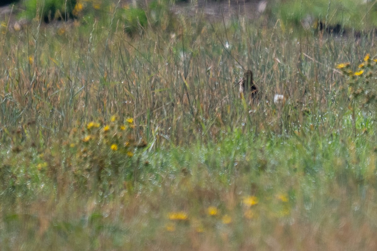 Wilson's Snipe - ML641094954