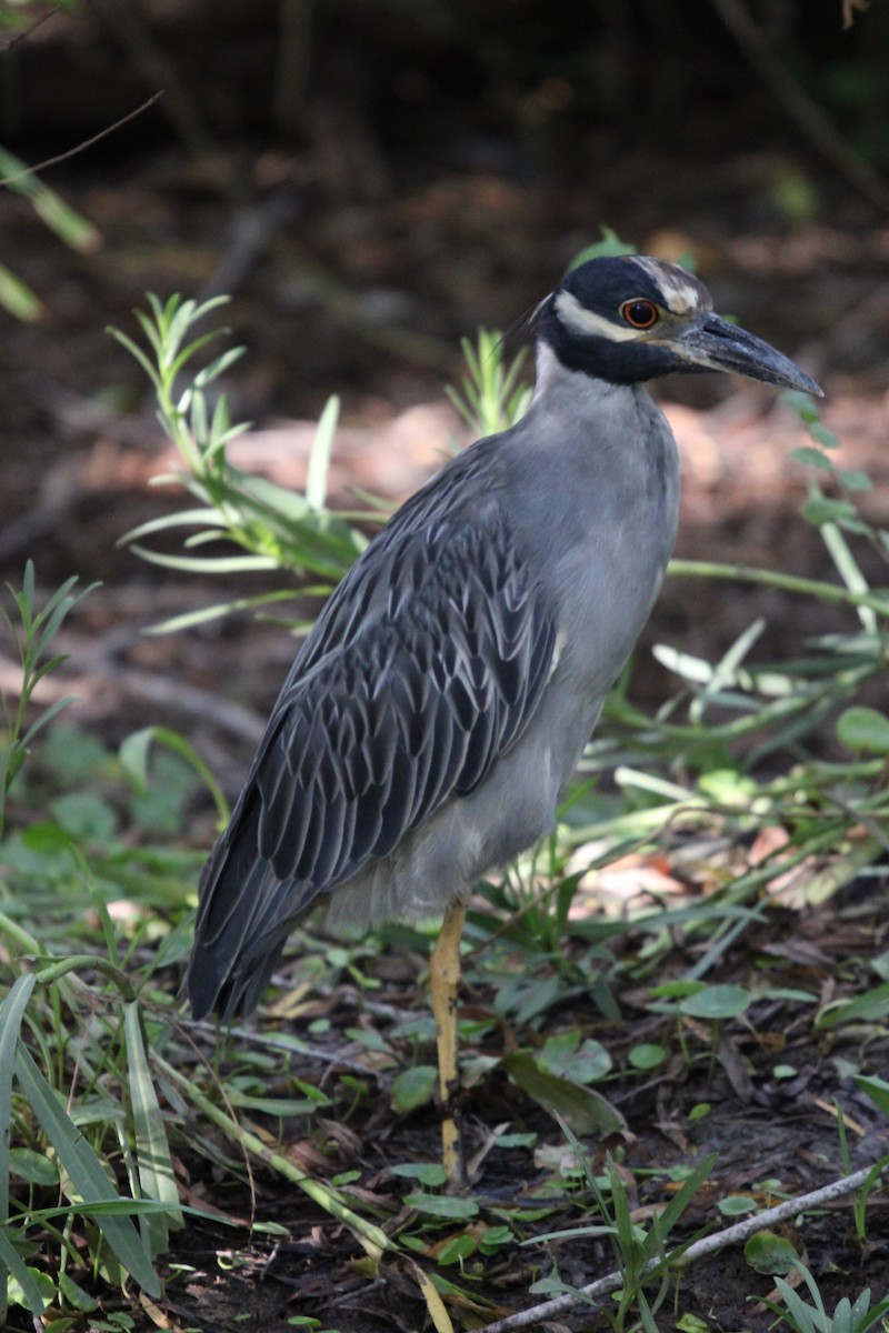 Yellow-crowned Night Heron - ML641094959