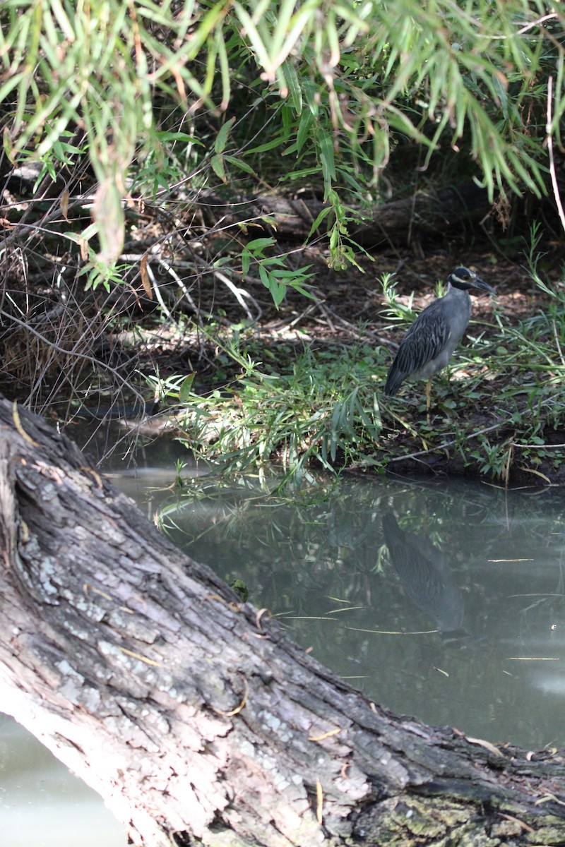 Yellow-crowned Night Heron - ML641094961