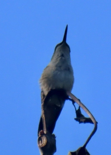 Ruby-throated Hummingbird - ML641094994