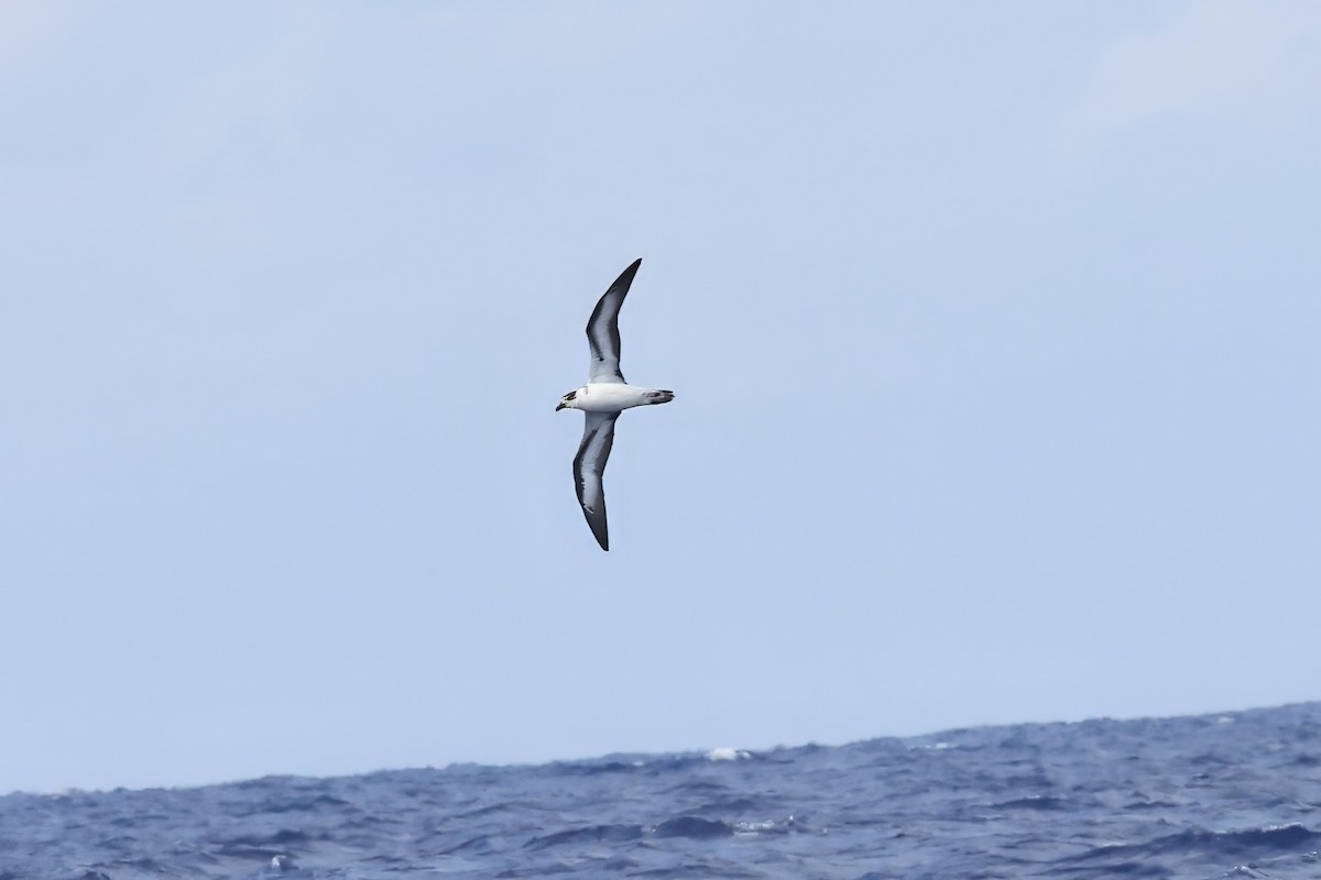 Black-capped Petrel (White-faced) - ML641095004