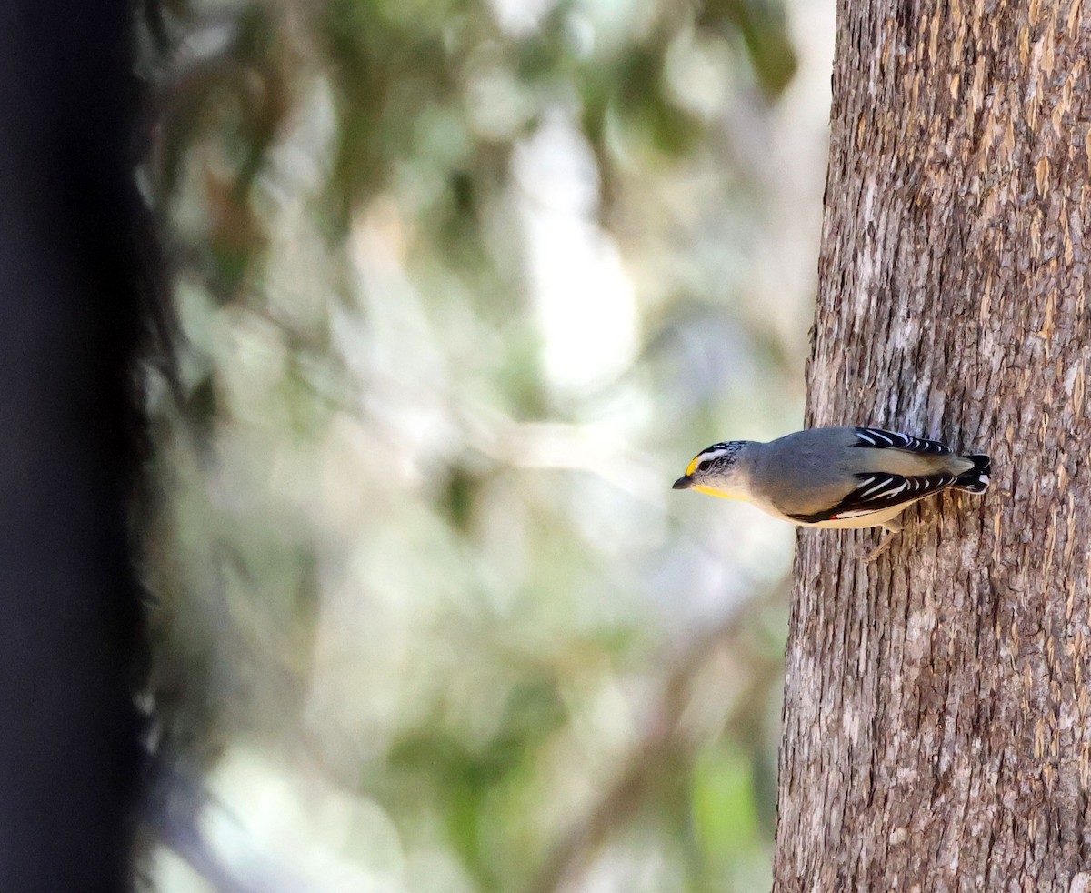 Striated Pardalote - ML641095009