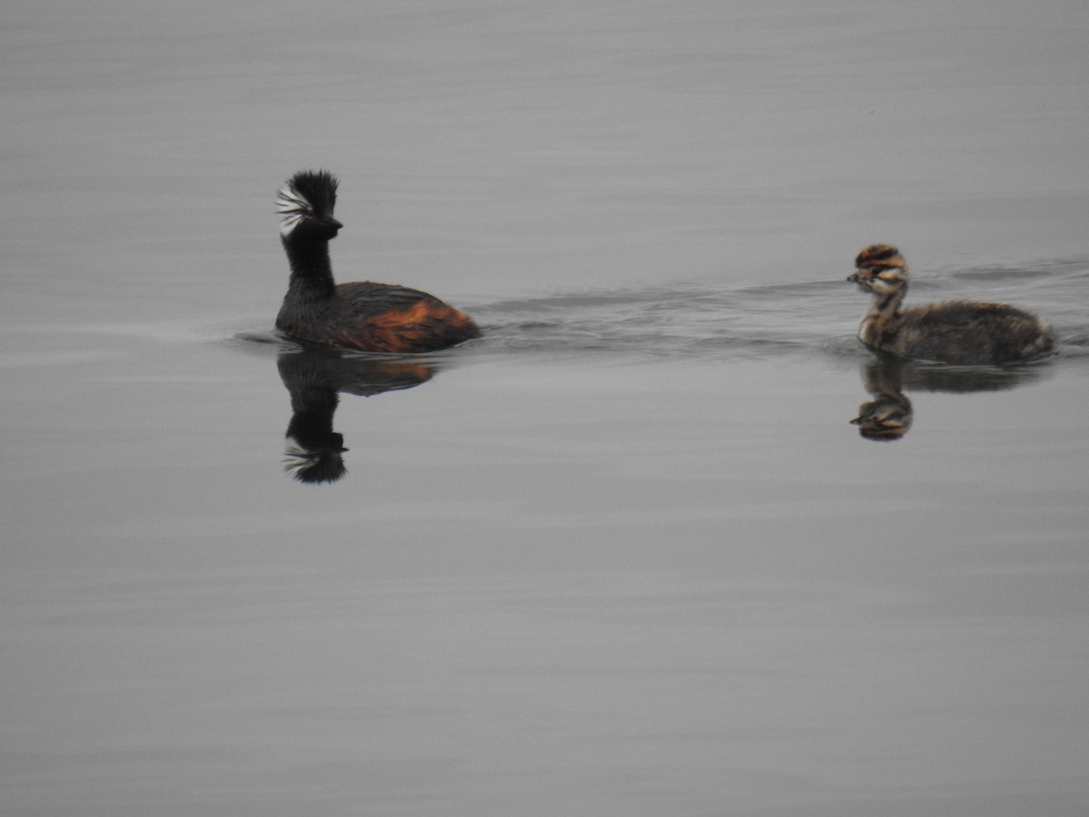 White-tufted Grebe - ML641095010